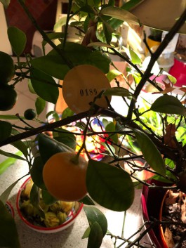 Margrét Rós Harðardóttir